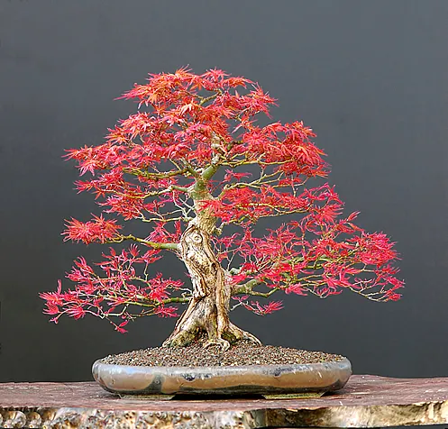 red-maple-bonsai