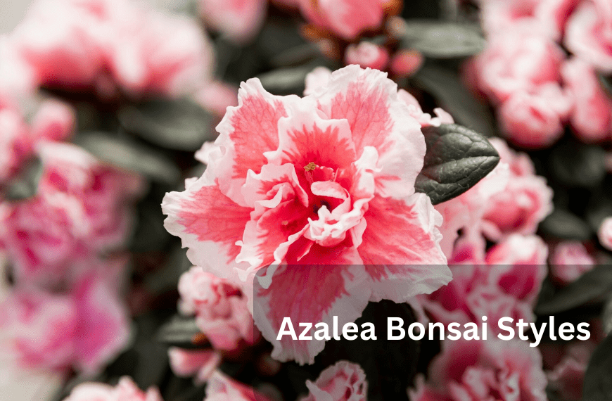 Azalea Bonsai Styles