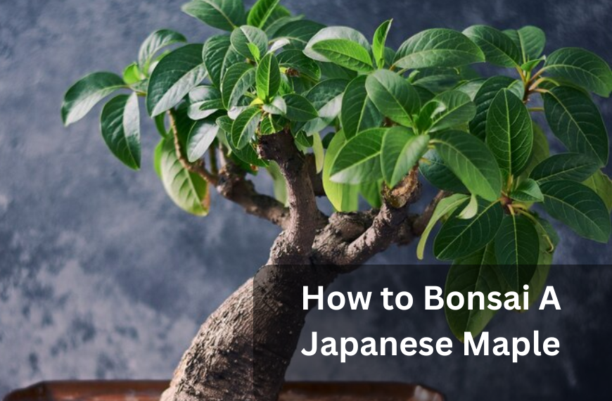 Japanese Maple Bonsai