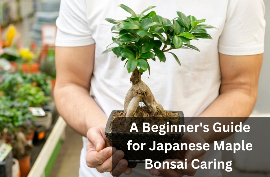 A Beginner's Guide for Japanese Maple Bonsai Caring