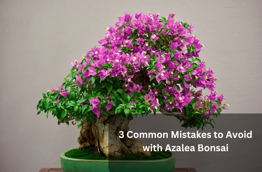 3 Common Mistakes to Avoid with Azalea Bonsai